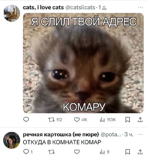 Я слил твой адрес комару