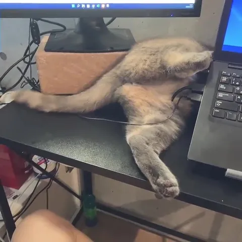 パソコンに入り込む猫