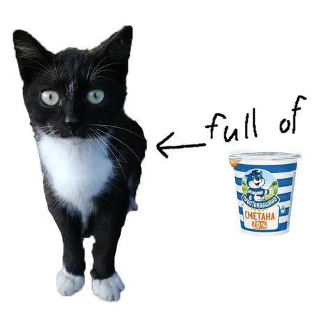 Cat Full of Sour Cream