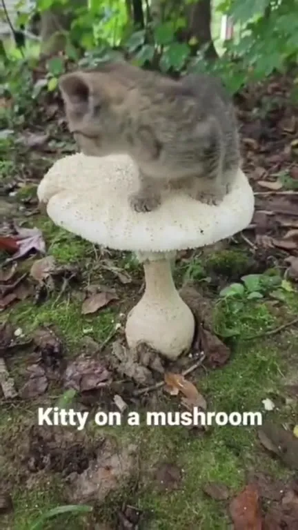 Kitty on a Mushroom