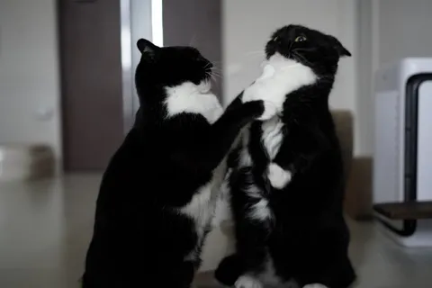 Коты выясняют отношения