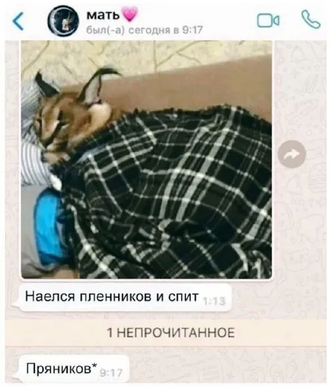 Кот наелся пряников и спит