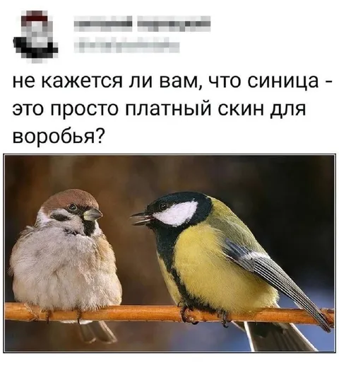 Синица — платный скин воробья