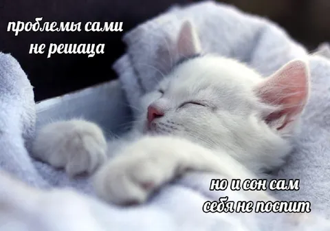Кот сам себе не спит