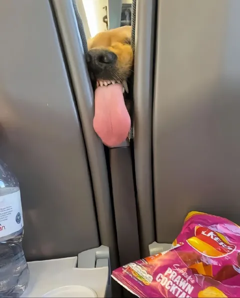 Dog Tongue Through the Door
