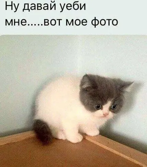 Ну давай, убей меня