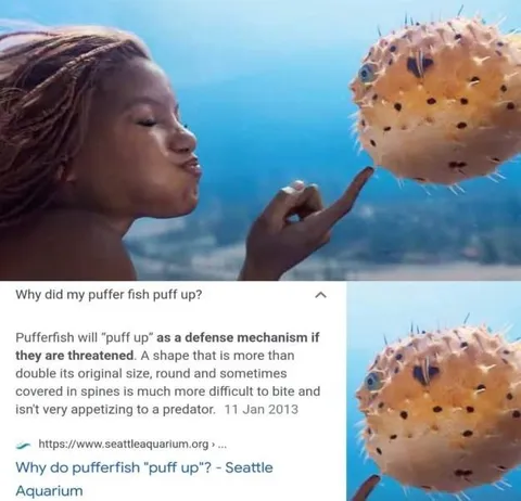 Why Did My Puffer Fish Puff Up?