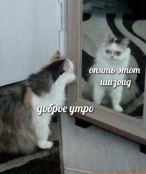 Кот здоровается со своим отражением