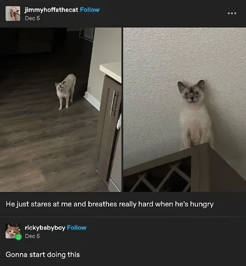 Hungry Cat Breathes Intensely