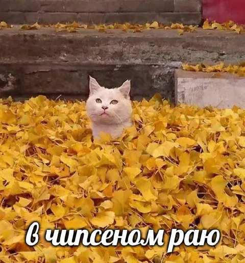 Кот в чипсеном раю