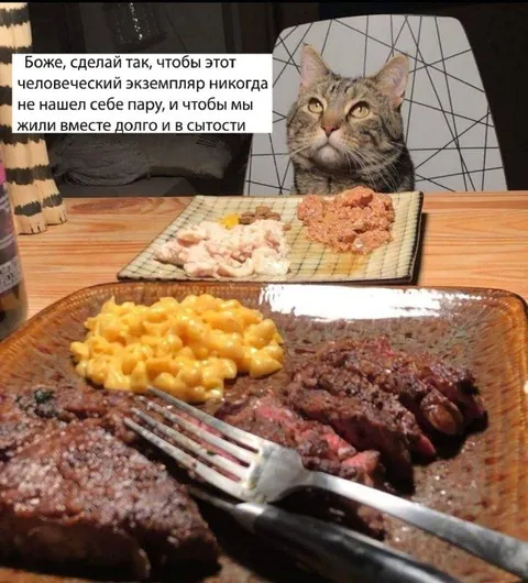 Кот хочет жить в сытости