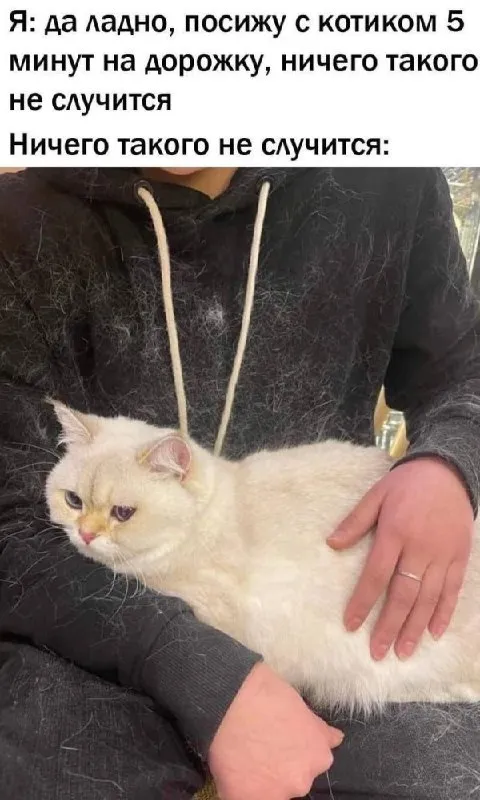 Пять минут с котиком
