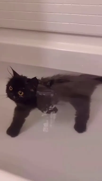 Чёрный кот принимает ванну