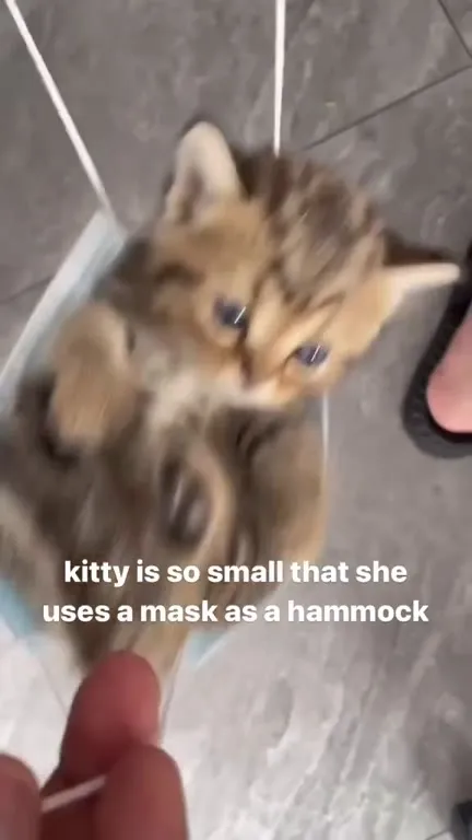 Kitty Uses a Mask as a Hammock