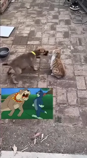 Собака лает на невозмутимого кота