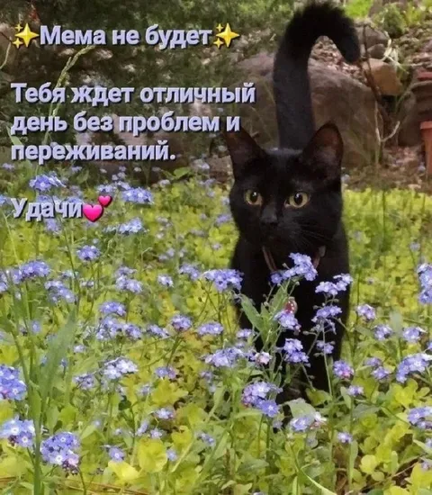 Мема не будет, будет отличный день