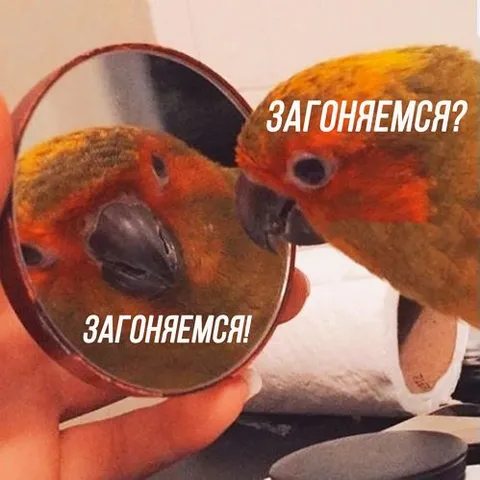 Попугай загоняется