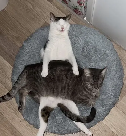 Кот использует другого кота как лежанку