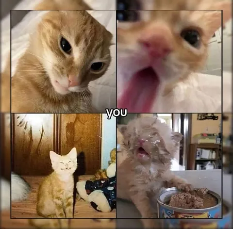 Four Cats, One Mood
