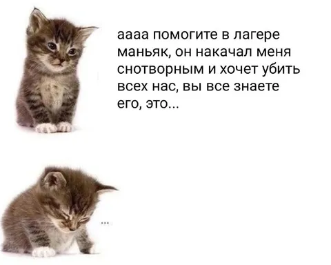 Котёнок знает слишком много