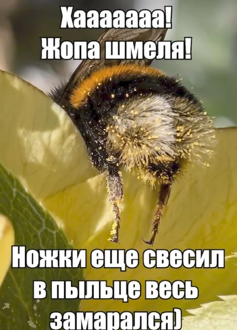 Шмель весь в пыльце