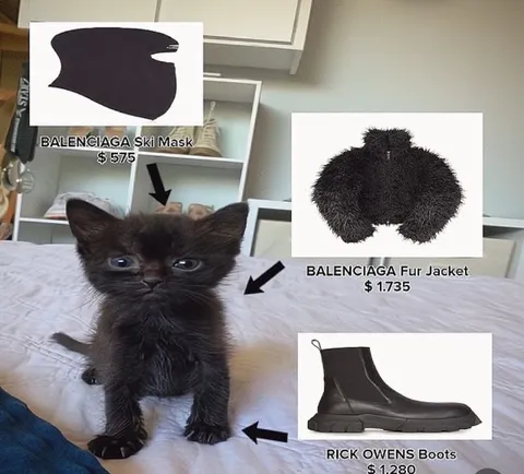 Luxury Fashion Kitten