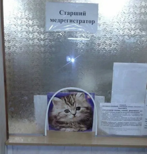 Старший медрегистратор-кот