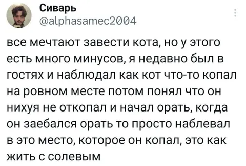 Кот с одними минусами