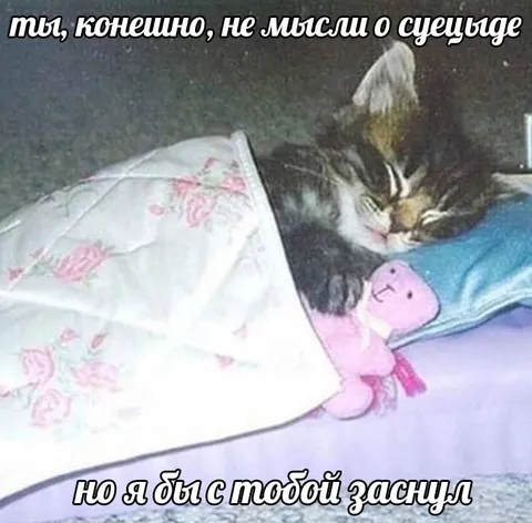 Кот не думает о суециде