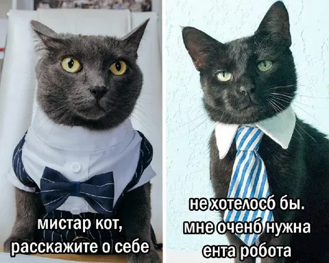 Собеседование у мистера кота