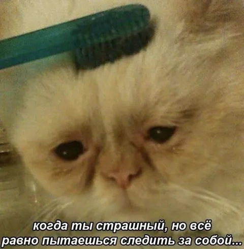 Страшный, но ухоженный кот