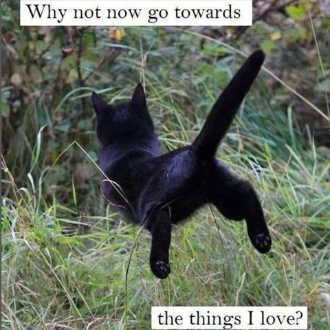 Cat Chasing the Things I Love