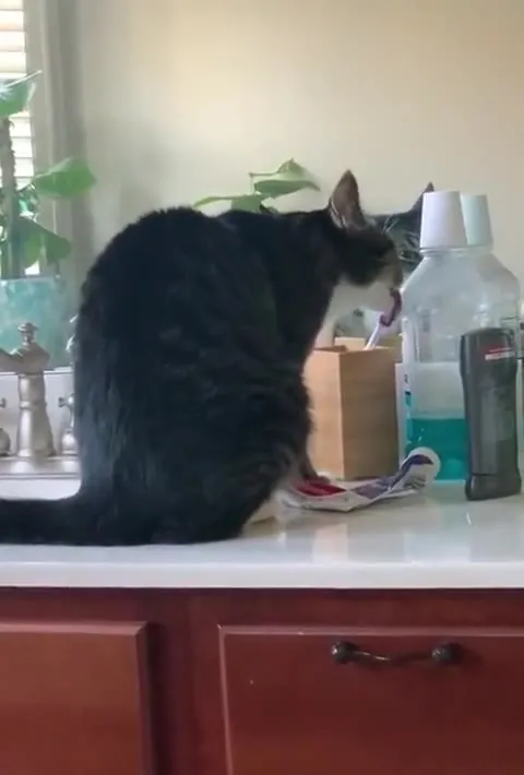 Кот не может оторваться от щётки