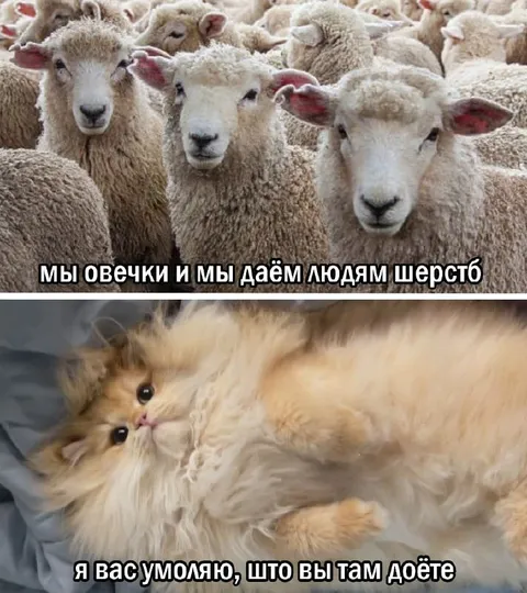 Овечки и пушистый кот