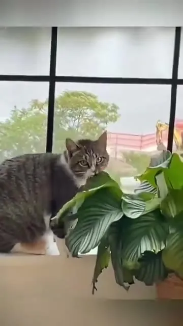 Cats Causing Absolute Chaos