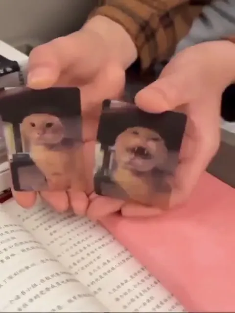 Две кошки поют по очереди