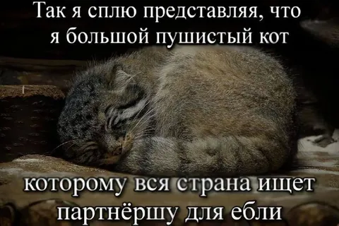 Большой пушистый кот ищет партнёршу