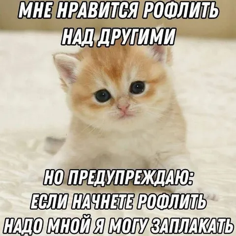 Котёнок предупреждает о слезах