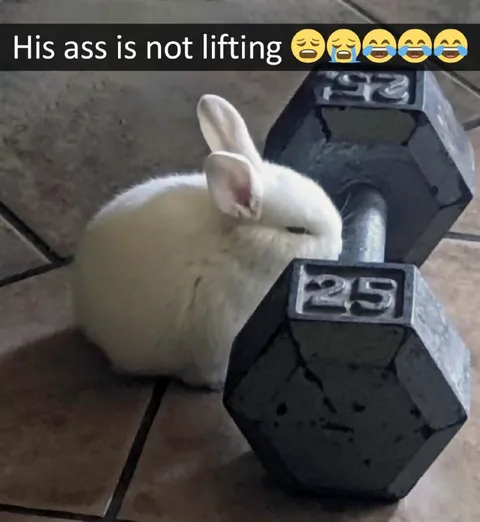 Rabbit Cannot Lift the Dumbbell