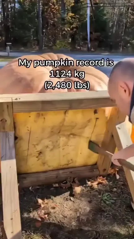Opening My Giant Pumpkin