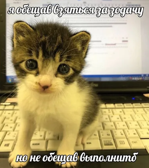Котёнок не выполнил обещание