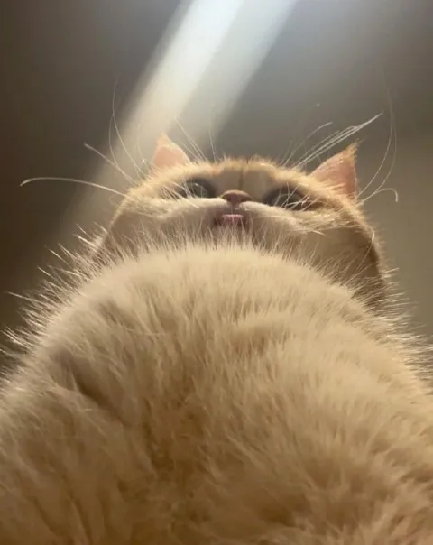 Кот смотрит снизу вверх
