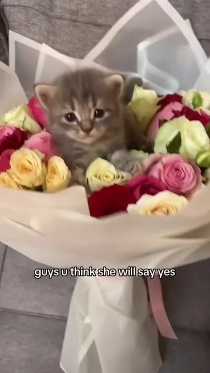 Kitten Bouquet Proposal