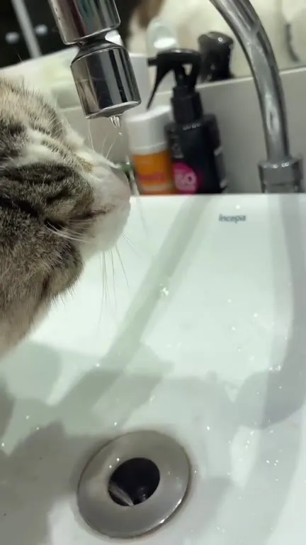 Кот пьёт из крана