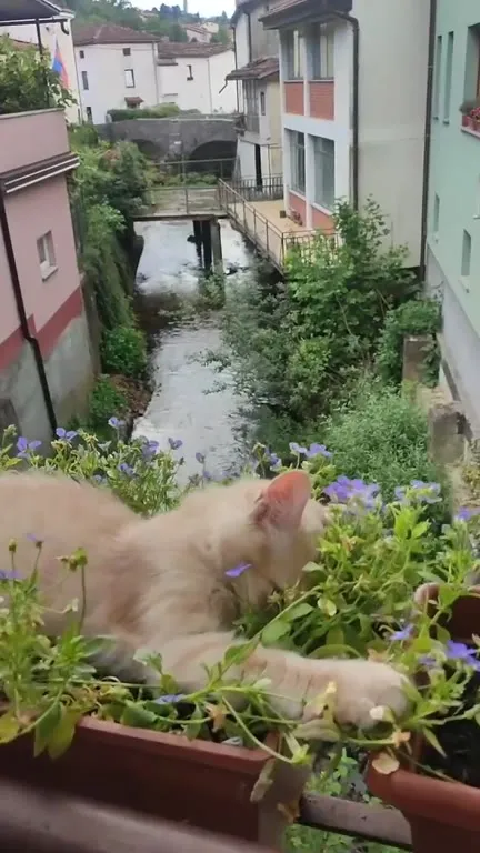 Котёнок в цветах у реки