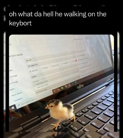 Chick Walking on the Keyboard