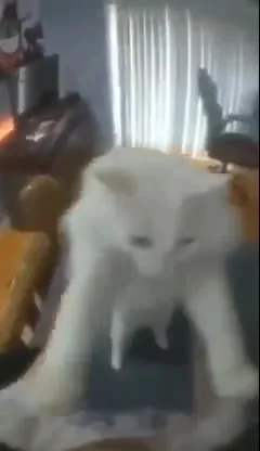 Белый кот танцует под музыку