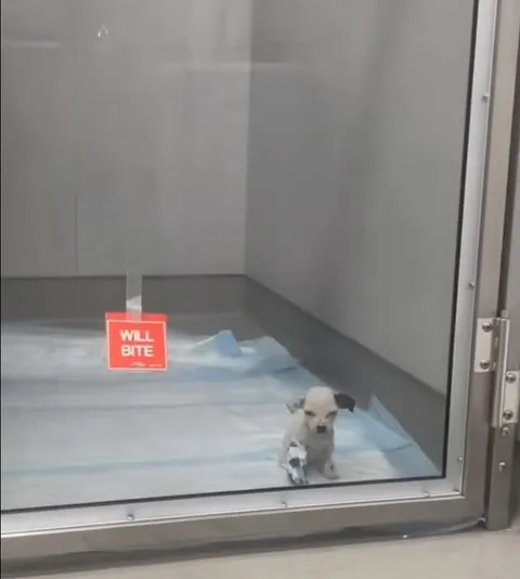 Tiny Puppy Will Bite