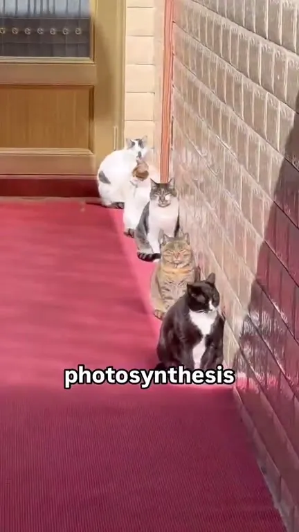 Cats Doing Photosynthesis