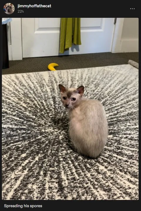 Cat Spreading His Spores